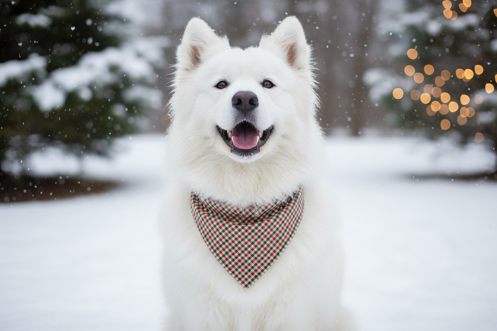 Deck the Paws